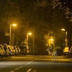 Deer emerged onto a London street after things have quieted down.